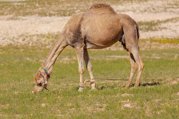 Camel eating grass on pasture in desert
