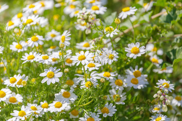 Fototapeta premium White daisies background