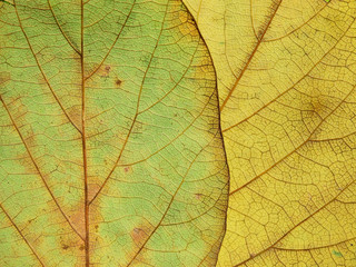 Fototapeta na wymiar dry autumn leaf texture
