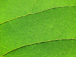 closeup leaf texture ( Bastard Teak, Bengal Kino, Kino Tree, Flame of the Forest )