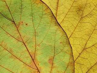 Naklejka na ściany i meble autumn leaf texture ( Bastard Teak, Bengal Kino, Kino Tree, Flame of the Forest )