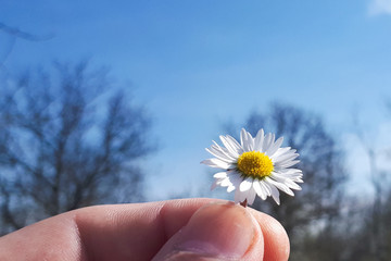 hand holding a daisy in front of the blue sky