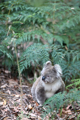 Freilebender Koala in Australien