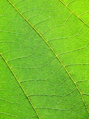 green leaf texture