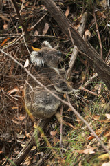 Freilebender Koala in Australien