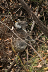 Freilebender Koala in Australien