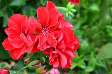 Red geranium flowers in summer garden on a blurred green leaves background.Blooming pelargoniums. Ornamental gardening concept with copy space.Selective focus.