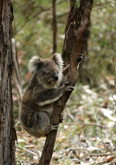 Obraz premium Freilebender Koala in Australien