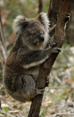 Freilebender Koala in Australien