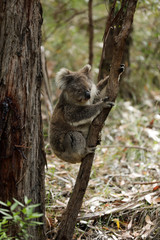Freilebender Koala in Australien