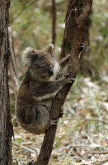 Freilebender Koala in Australien