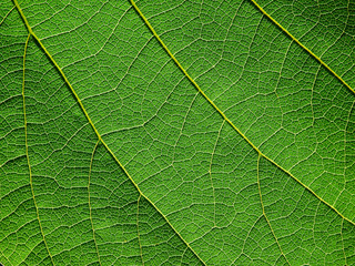 green leaf texture