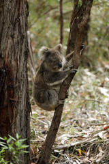 Freilebender Koala in Australien