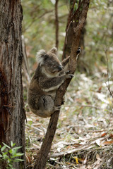 Freilebender Koala in Australien