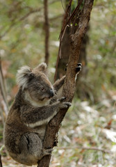 Freilebender Koala in Australien