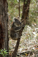 Freilebender Koala in Australien