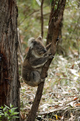 Freilebender Koala in Australien