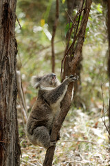 Freilebender Koala in Australien