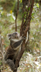 Freilebender Koala in Australien