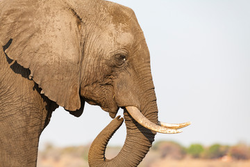 close up of african elephant with big tusks