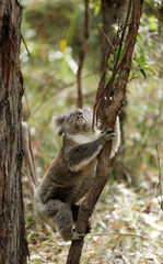 Freilebender Koala in Australien