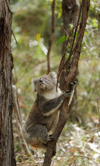 Freilebender Koala in Australien