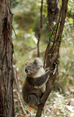 Freilebender Koala in Australien