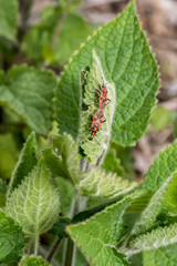 Feuerwanzen bei der Paarung