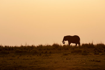 Fototapeta na wymiar silhouette of elephant in africa