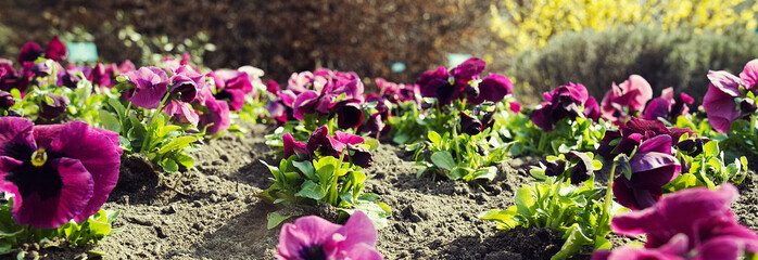 Pink pansies in the garden -panorama.