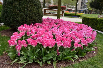 flowers in the garden
