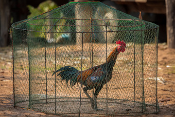 Hahn in einem Käfig in Thailand © Frozen Action