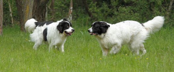 dogs playing on the grass
