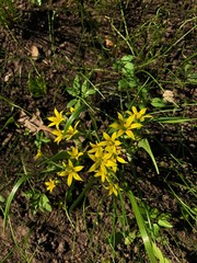 Beautiful plant with yellow flowers in the Park  