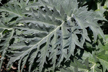 View of big green leaves in the vegetable spring time garden