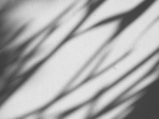 abstract shadow of leaf on white wall background