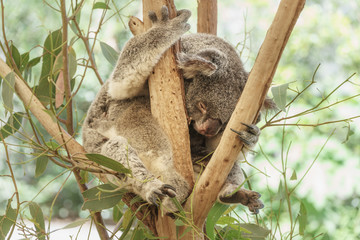 Ein Koala schläft in einem Eukalyptusbaum
