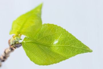 Just bloomed tree leaves close-up on a light background. Bright spring photography, minimalism.