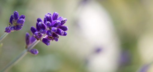 Lavender flowers closeup isolated on green background.