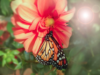 butterfly on a flower