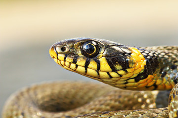 beautiful portrait of Natrix natrix