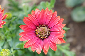 Obraz premium Flower contrast