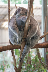 Zwei Koalabären auf einem Ast beim schlafen ineinandergekuschelt