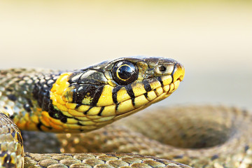 beautiful portrait of Natrix snake