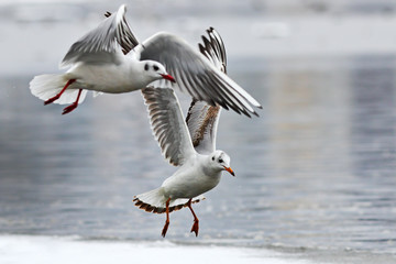 Fototapeta na wymiar black headed gulls in flight