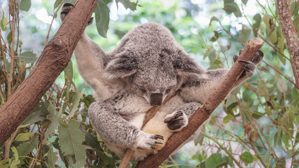 schlafender Koalabär in Brisbane