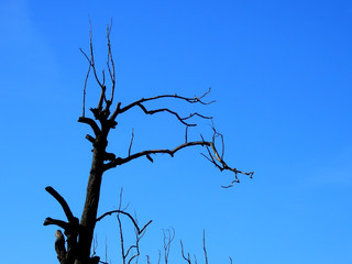 dead tree in forest against blue sky