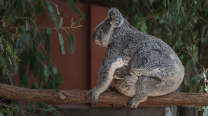 Koala Mama mit Koala Baby