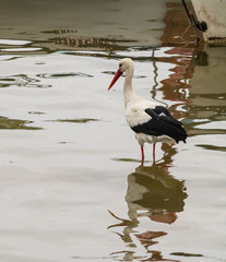 Stork fishing on a lake. White stork in the nature habitat.  