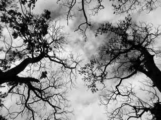 silhouette under the tree with the sky in a horrible atmosphere